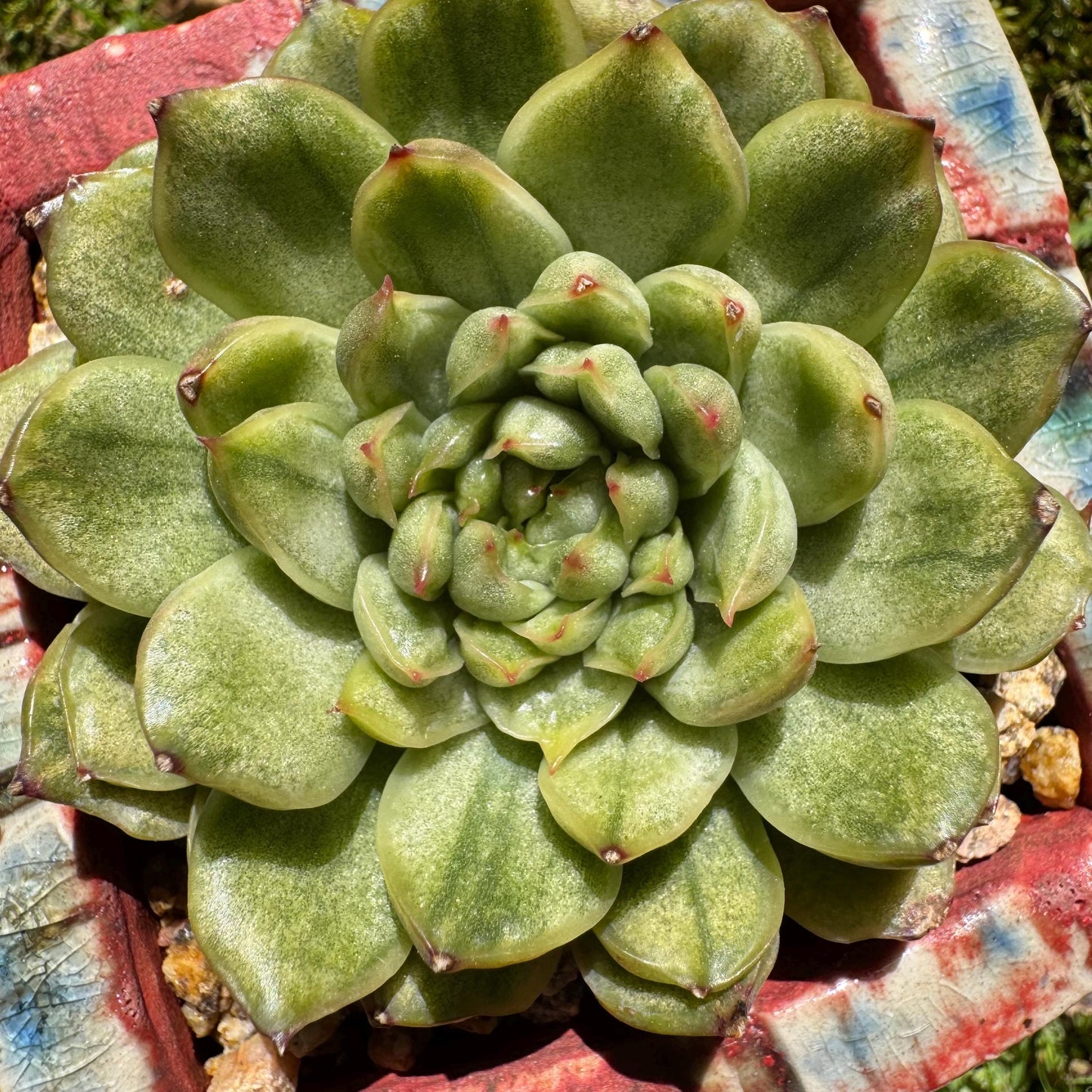 Rare succulents, Echeveria' Ice Angle Variegated', 2.4inches