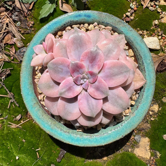 Rare succulents, Graptopetalum 'superbum variegated', 3.9inches, a single head with a baby