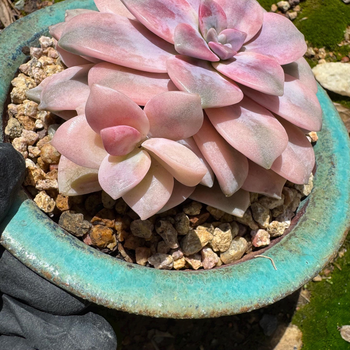 Rare succulents, Graptopetalum 'superbum variegated', 3.9inches, a single head with a baby