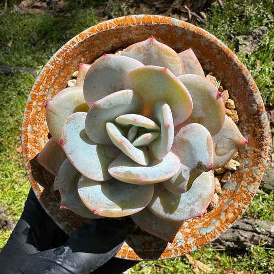 Rare succulents, Echeveria 'Hakuhou', 3.2inches