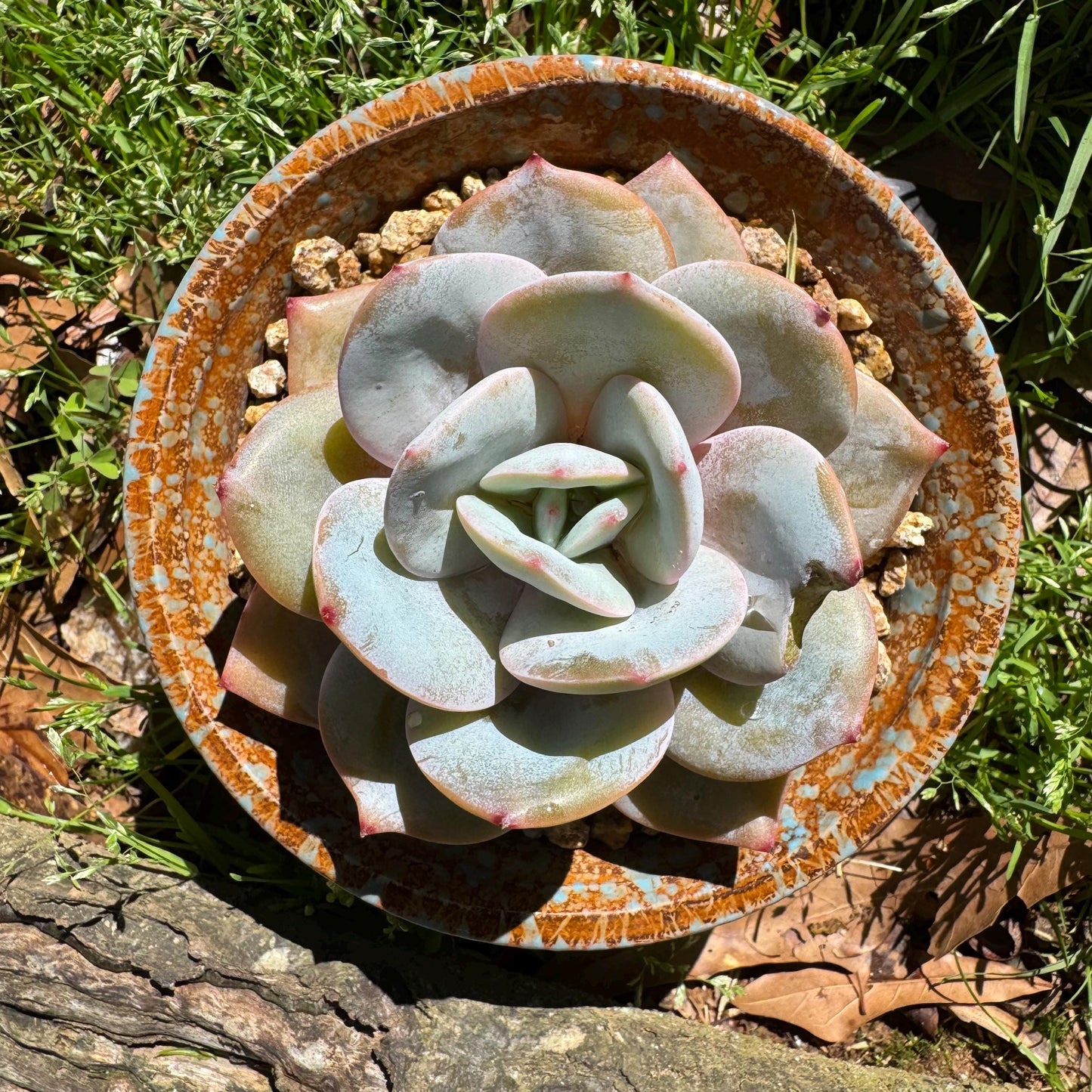 Rare succulents, Echeveria 'Hakuhou', 3.2inches