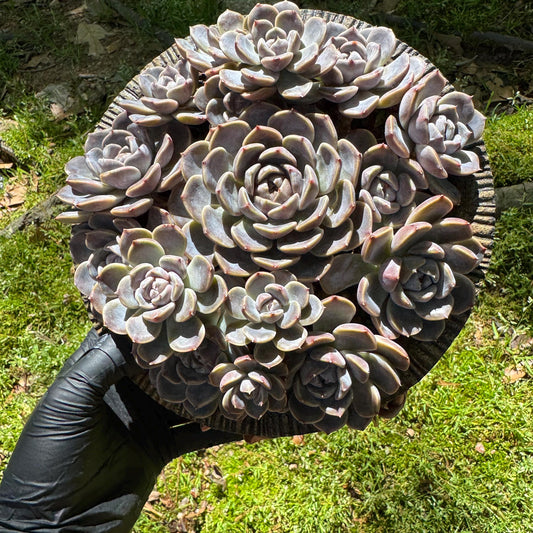 Rare succulents , Echeveria 'Tynie burger' big  cluster, a lots of heads , 5.6inches