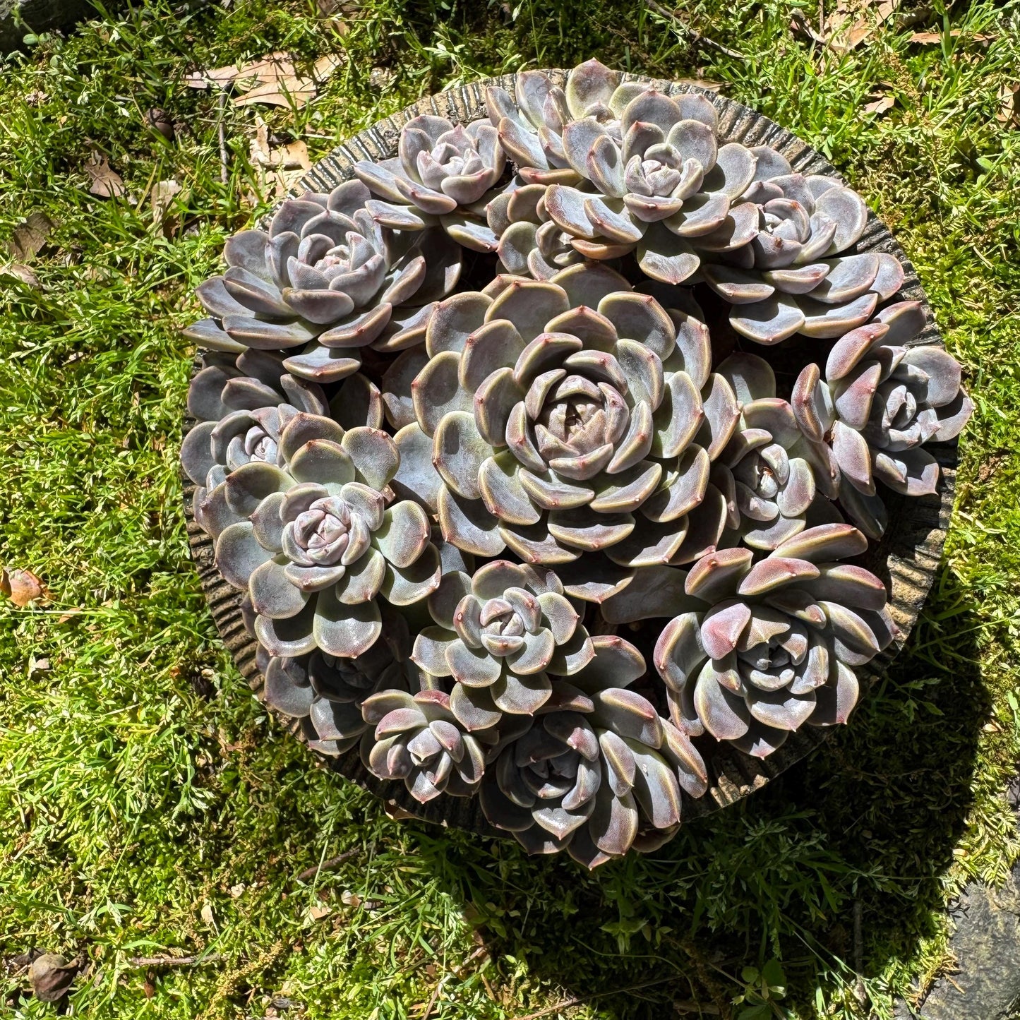 Rare succulents , Echeveria 'Tynie burger' big  cluster, a lots of heads , 5.6inches