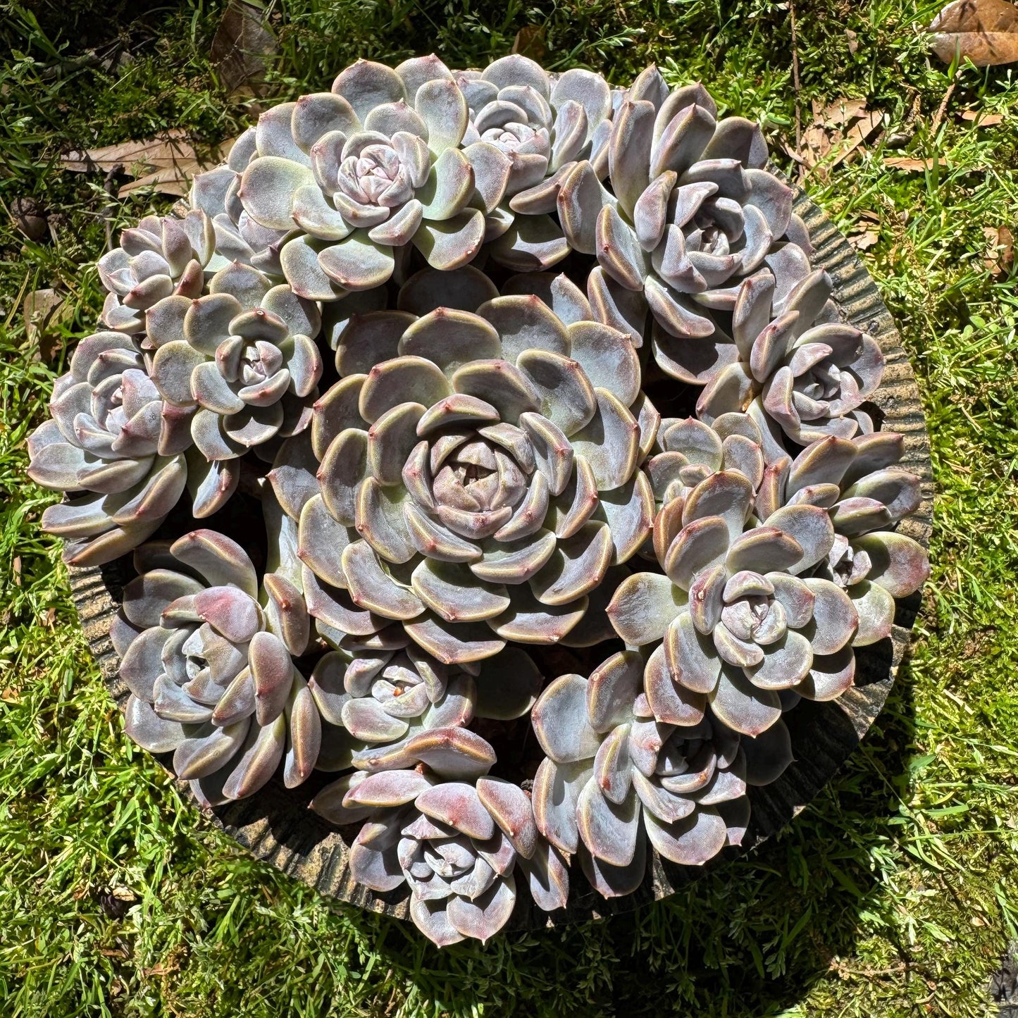 Rare succulents , Echeveria 'Tynie burger' big  cluster, a lots of heads , 5.6inches
