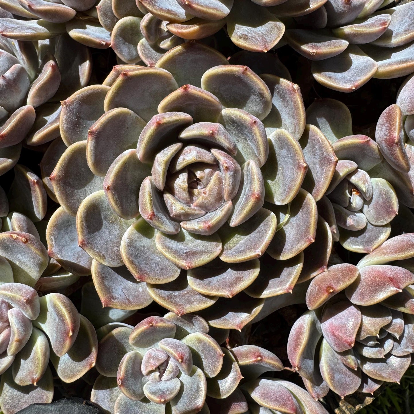Rare succulents , Echeveria 'Tynie burger' big  cluster, a lots of heads , 5.6inches