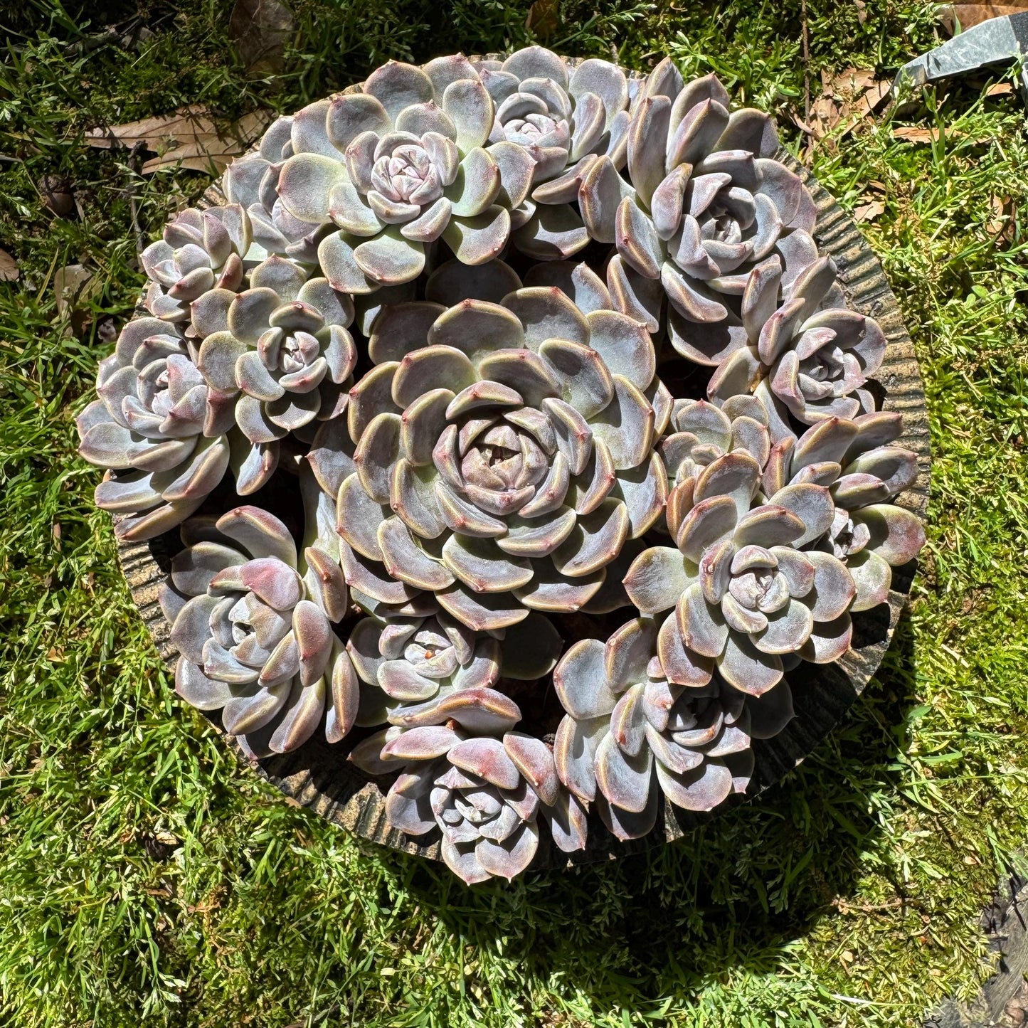 Rare succulents , Echeveria 'Tynie burger' big  cluster, a lots of heads , 5.6inches