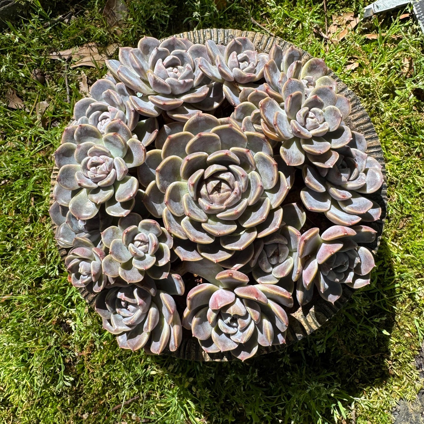 Rare succulents , Echeveria 'Tynie burger' big  cluster, a lots of heads , 5.6inches