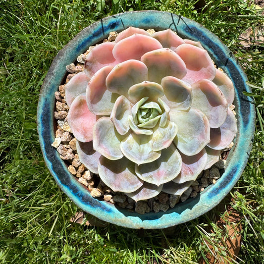 Rare succulents, Echeveria 'Blue Surprise variegated', 3.5inches
