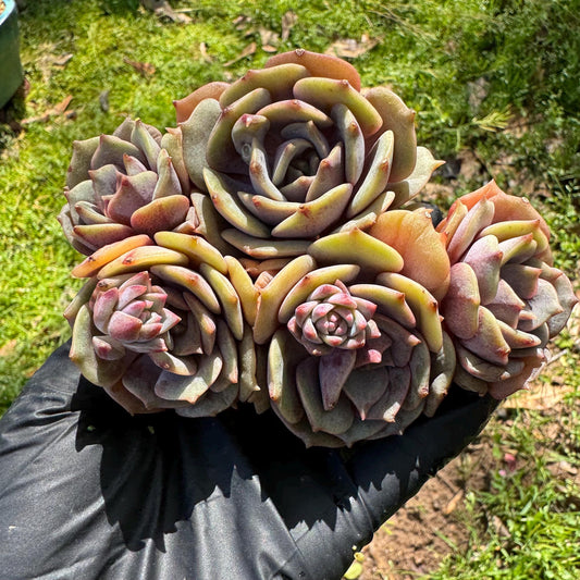 Rare succulents, Echeveria 'Pink butterfly ', 4heads, 3.1inches
