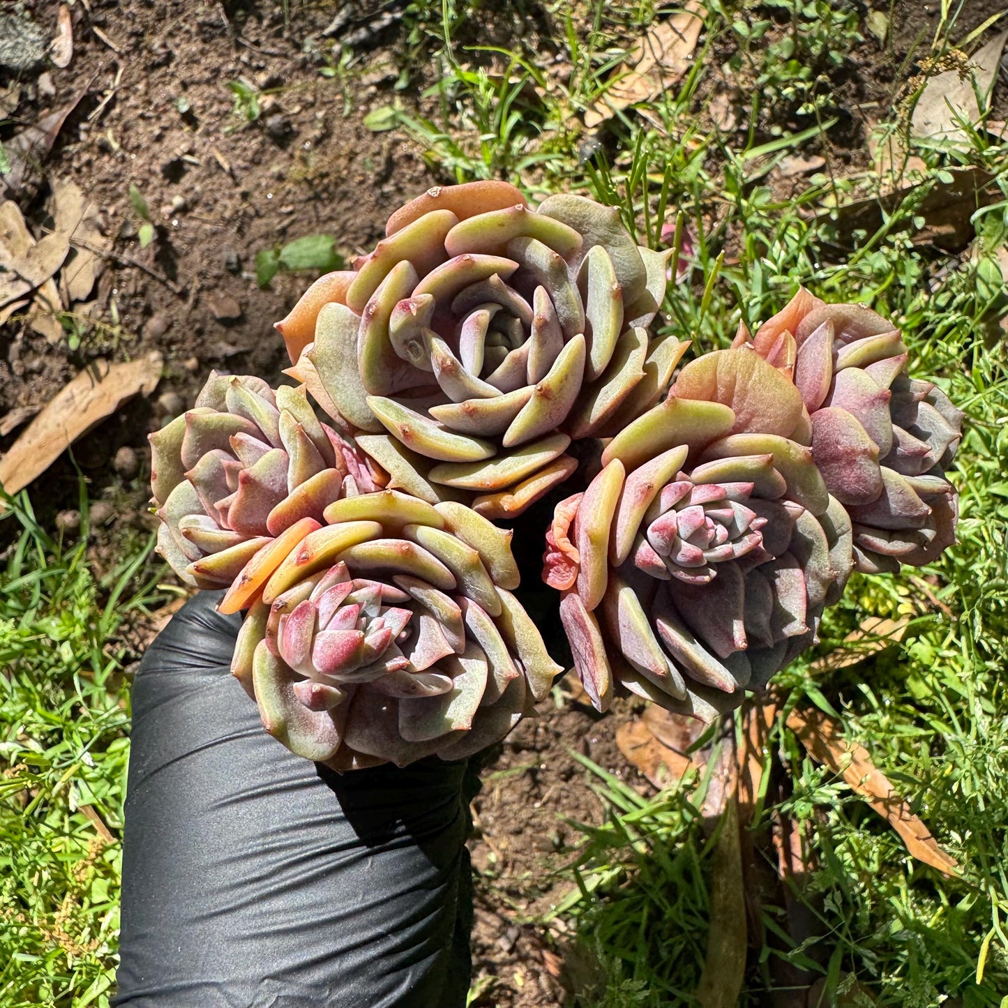 Rare succulents, Echeveria 'Pink butterfly ', 4heads, 3.1inches