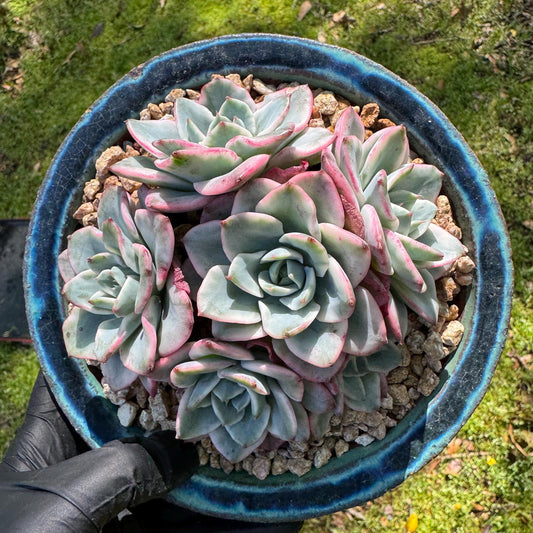 Succulents plants, Echeveria 'Atlantis variegated' cluster, 6heads, 3.6inches