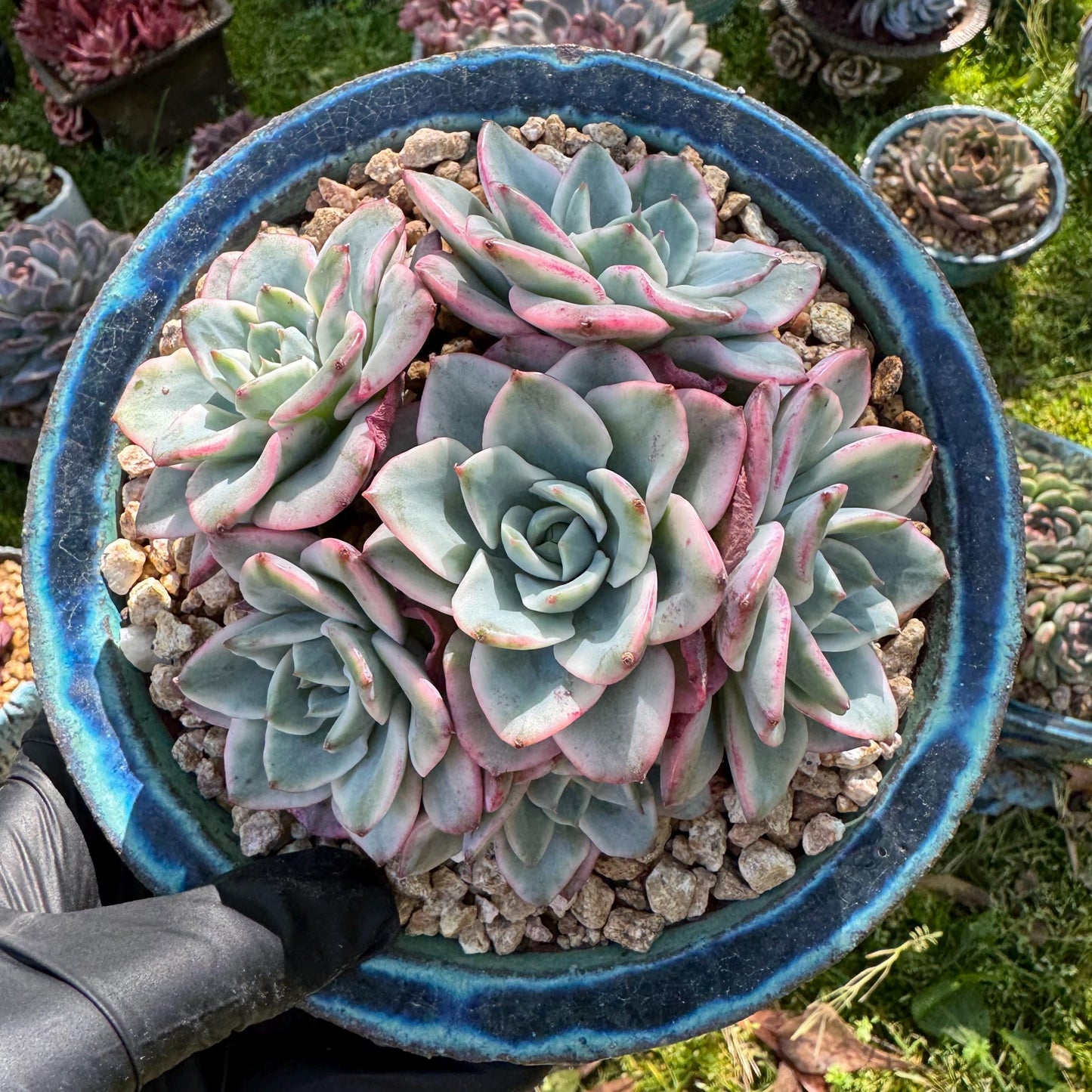 Succulents plants, Echeveria 'Atlantis variegated' cluster, 6heads, 3.6inches