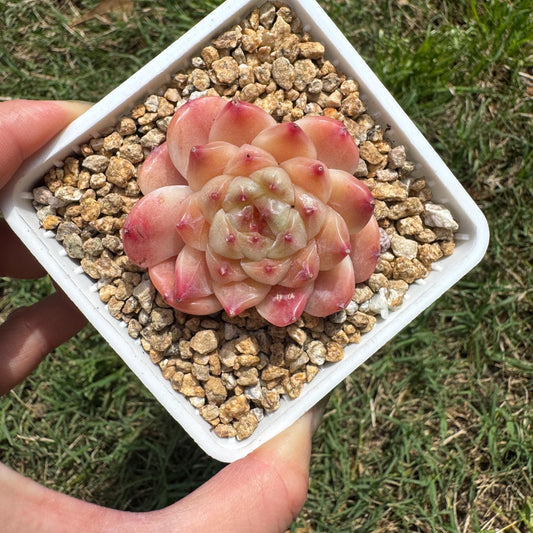 Rare succulents, Echeveria 'Apparition hybrid' , 1.9inches
