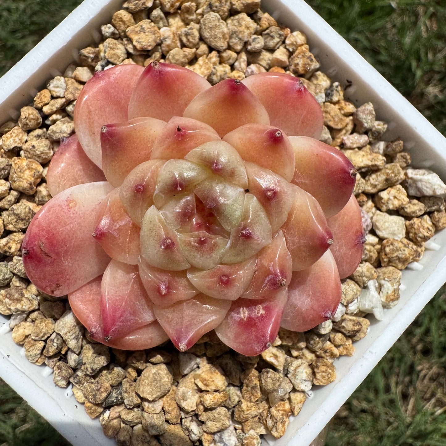 Rare succulents, Echeveria 'Apparition hybrid' , 1.9inches
