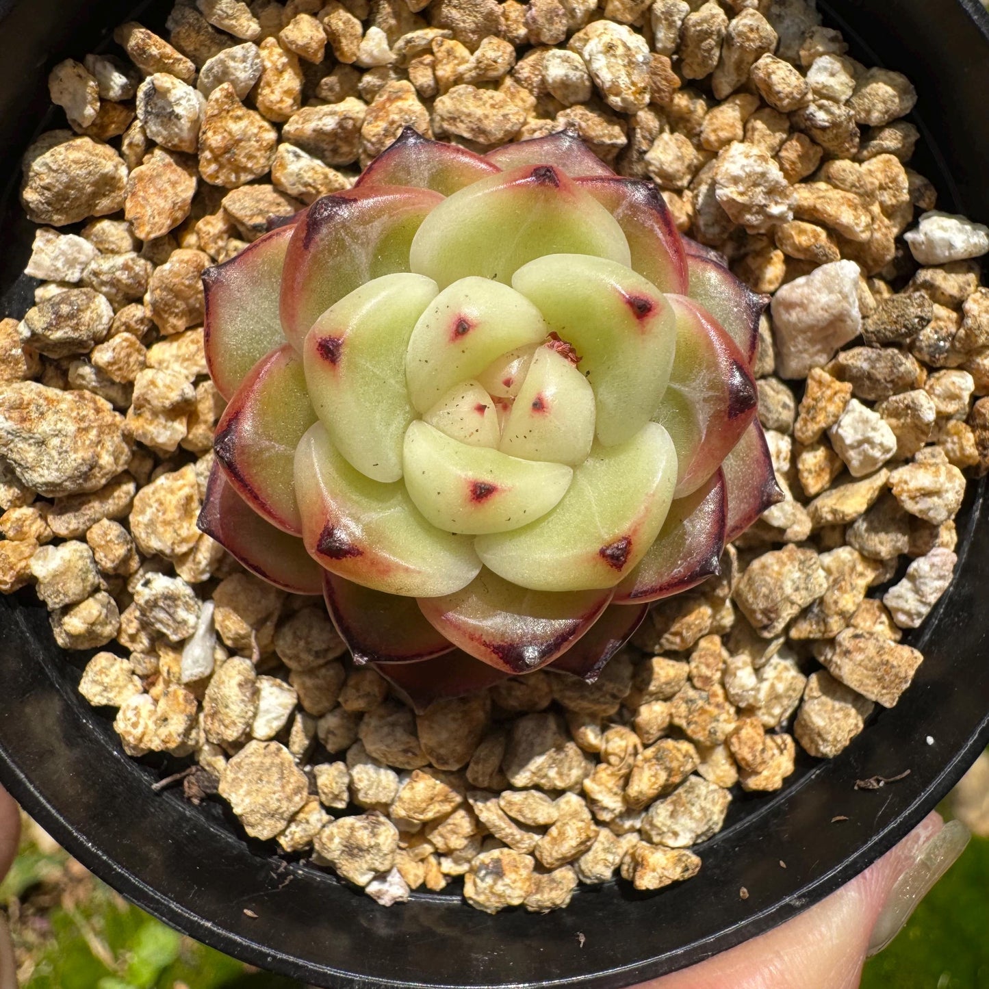 Echeveria 'jenny hybrid’ , little single head, 1.3inches