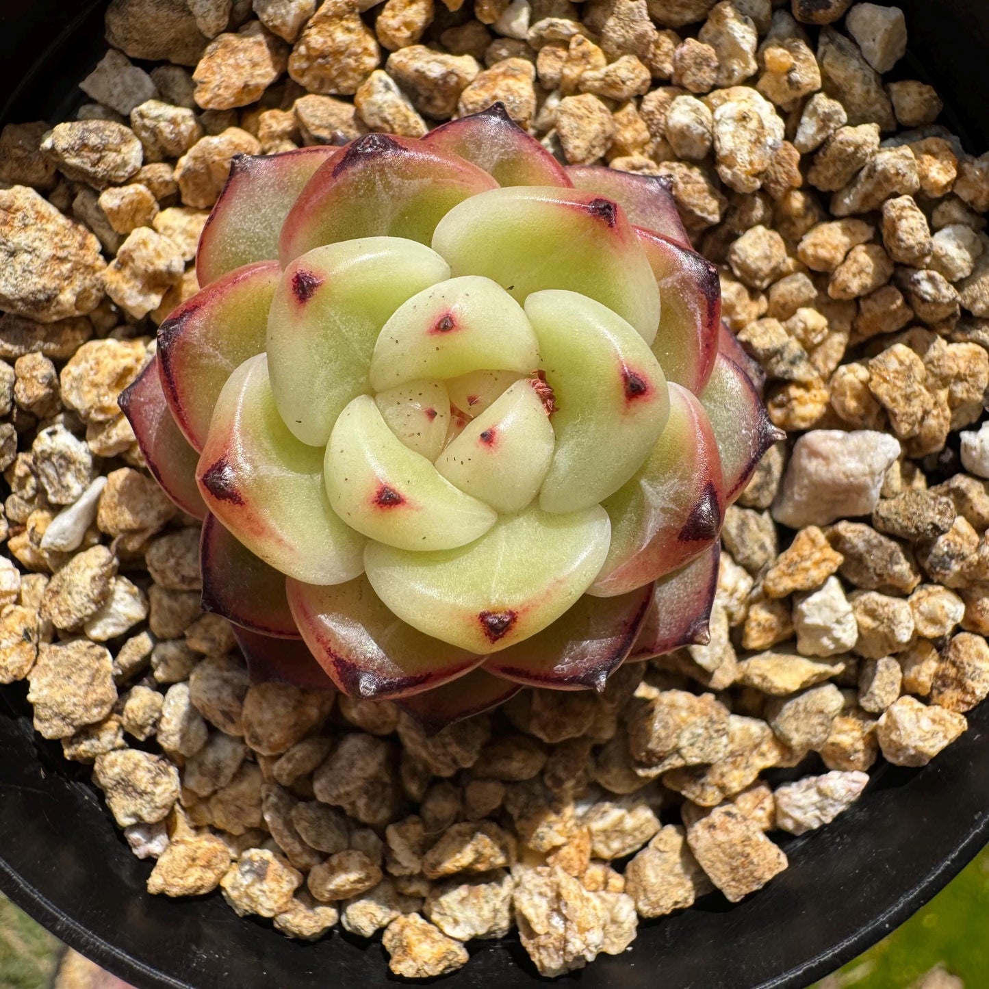 Echeveria 'jenny hybrid’ , little single head, 1.3inches