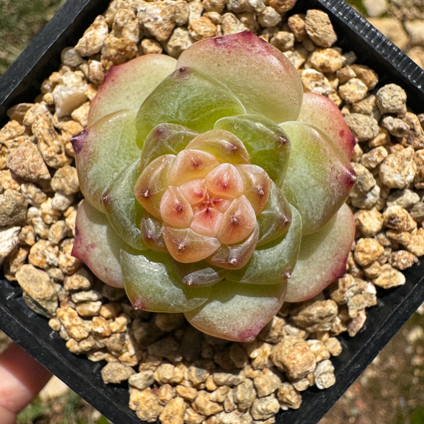 Echeveria 'jenny hybrid’ , little single head, 1.5inches