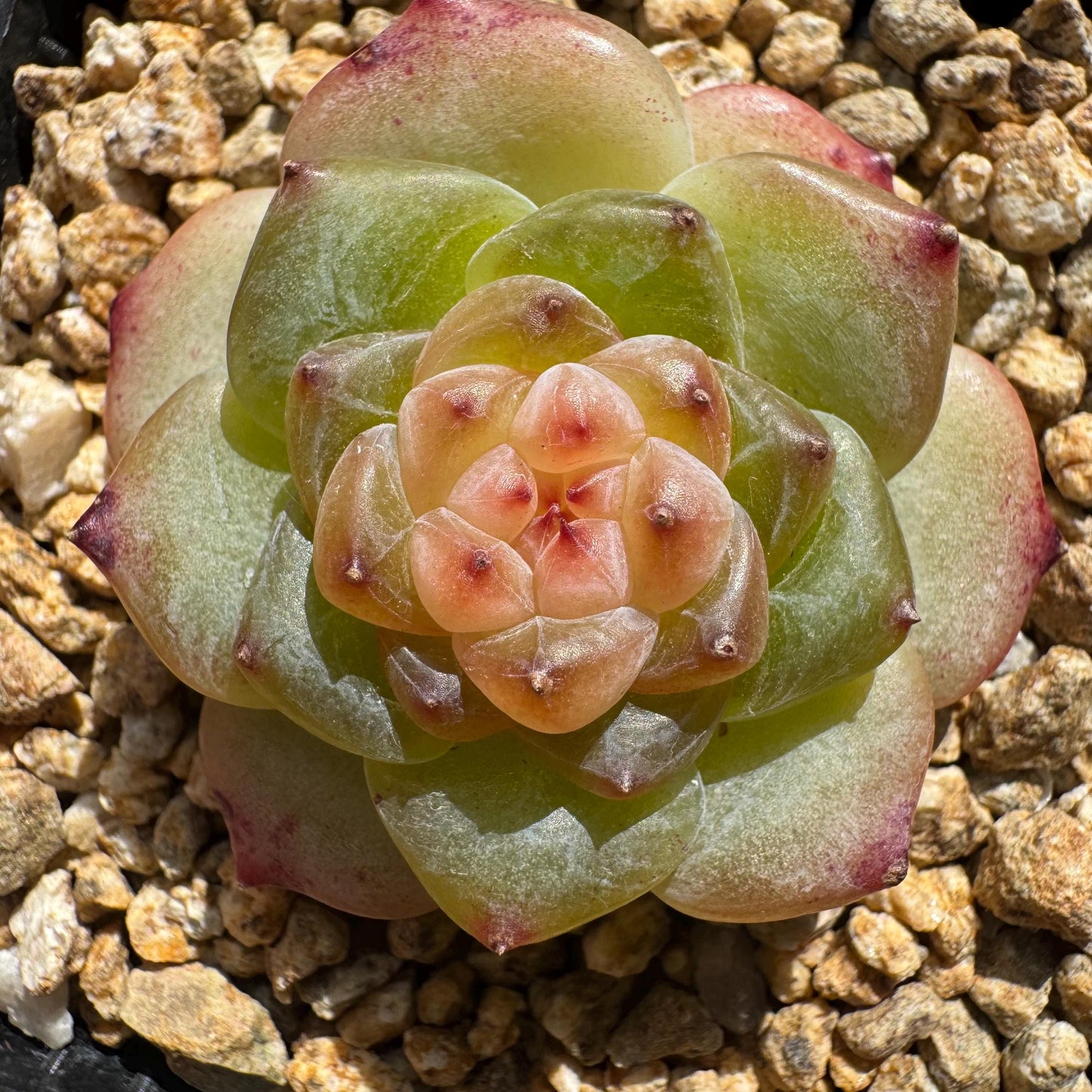 Echeveria 'jenny hybrid’ , little single head, 1.5inches