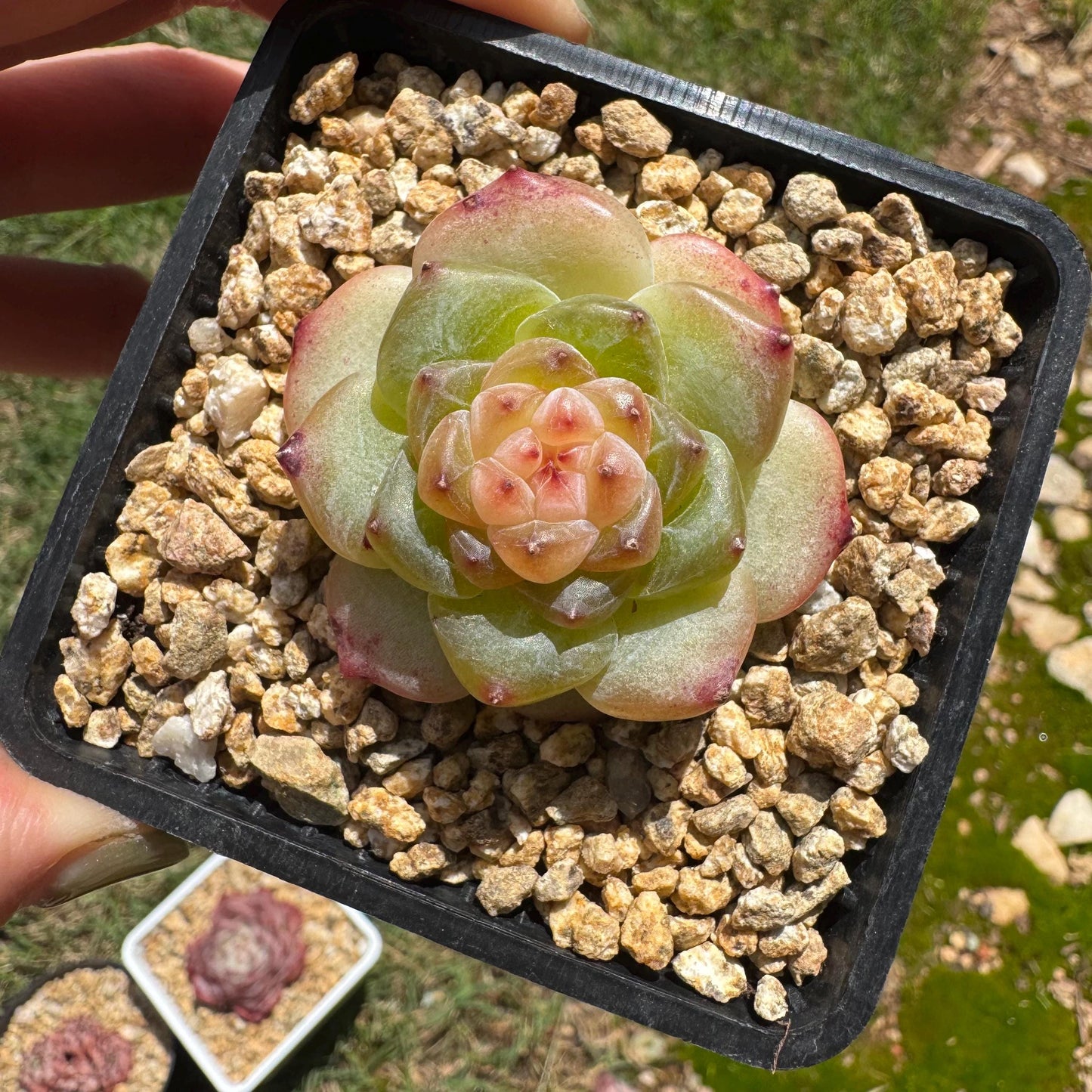Echeveria 'jenny hybrid’ , little single head, 1.5inches