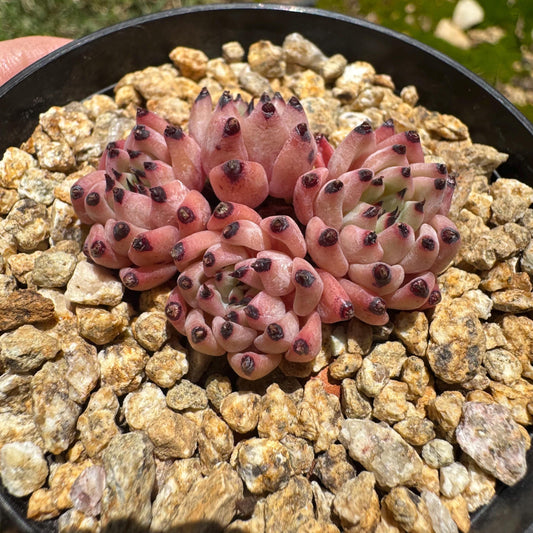 Echeveria  'cuspidata var. gemmula' small cluster, 4heads , 1.6inches