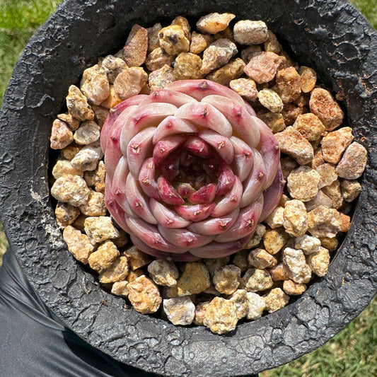 Rare succulents, Echeveria 'red velvet'  ,1.5inches