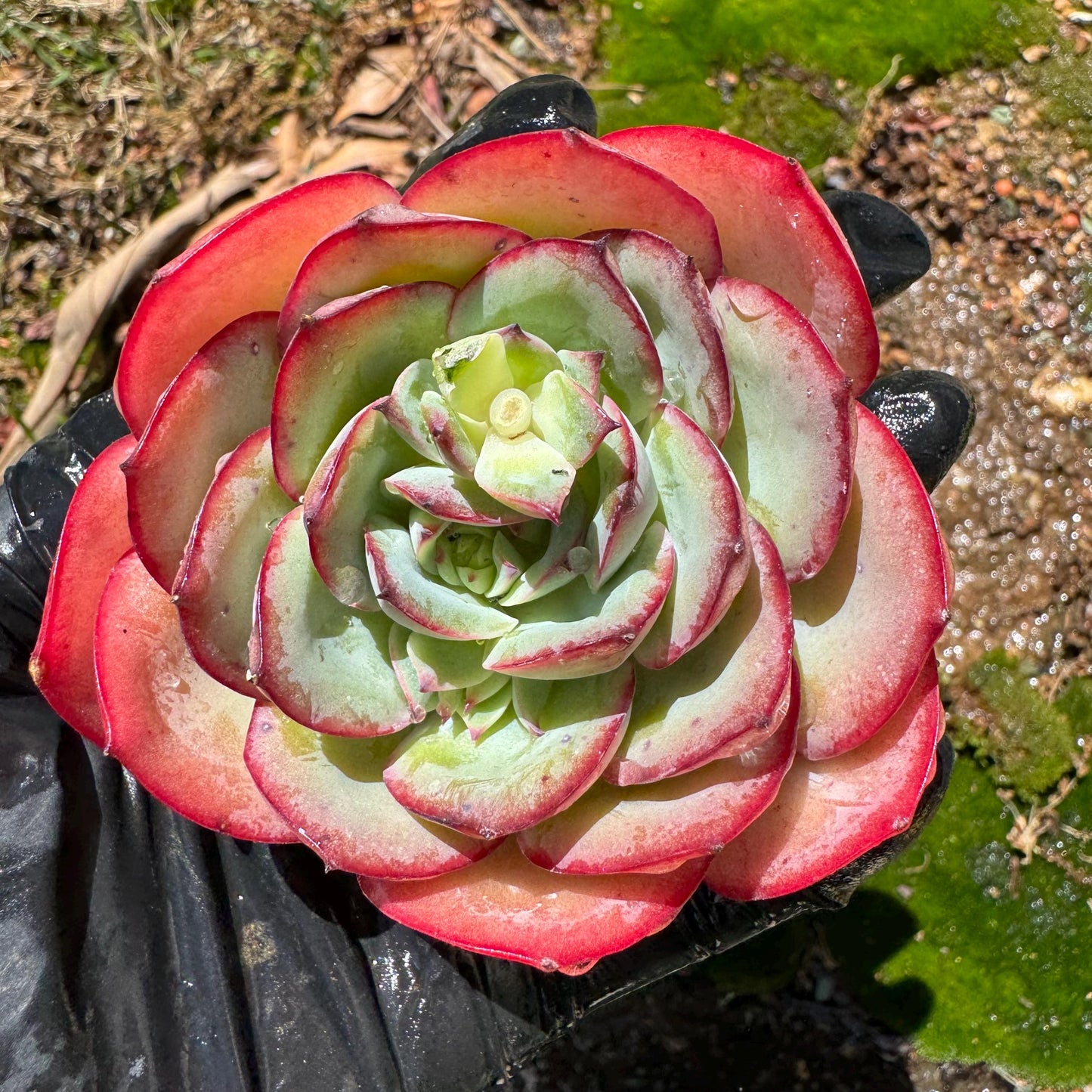 Rare succulents, Echeveria' Peony' ,2.7inches