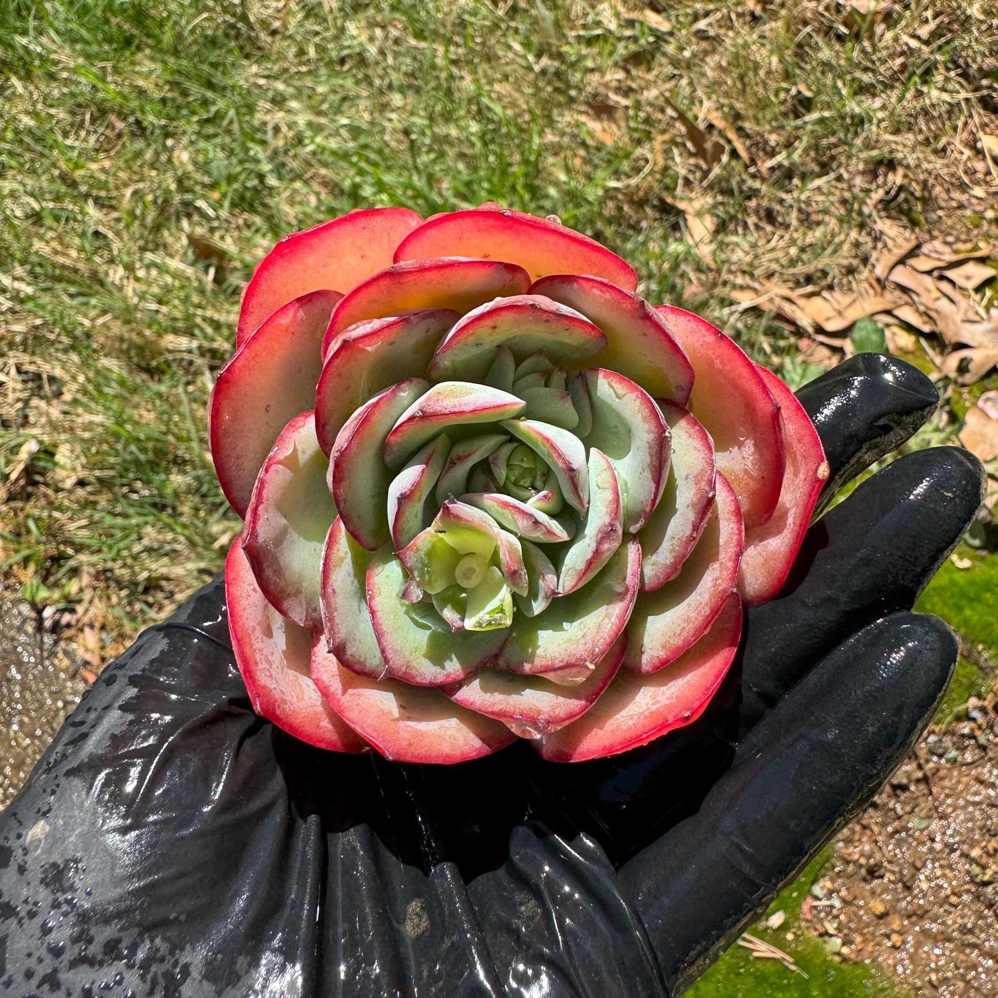 Rare succulents, Echeveria' Peony' ,2.7inches