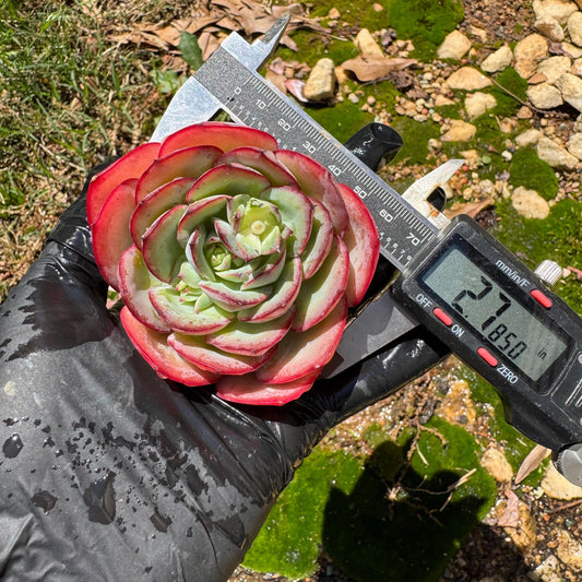 Rare succulents, Echeveria' Peony' ,2.7inches