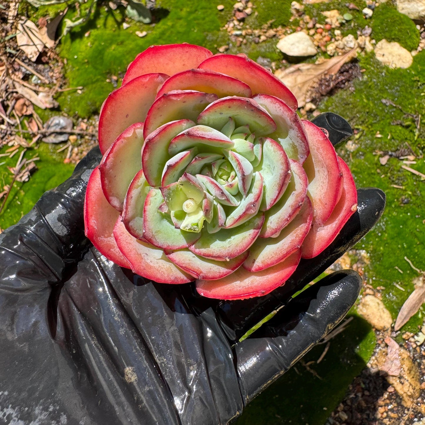 Rare succulents, Echeveria' Peony' ,2.7inches