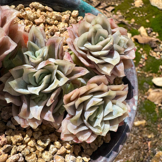 Rare succulents, Echeveria' Rasberry Ice.' cluster, 2.8inches