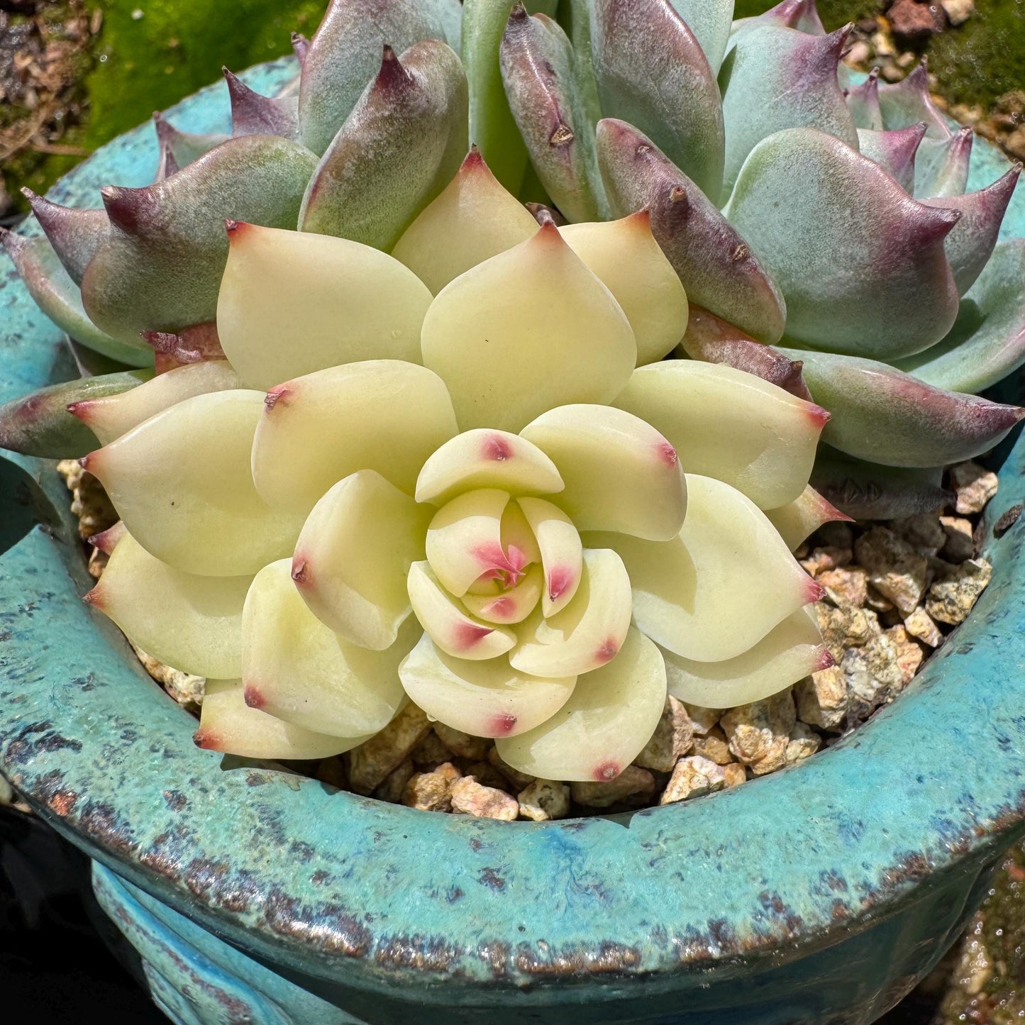 Rare succulents, Echeveria 'chihuahuensis with a head Variegated' cluster, 3heads