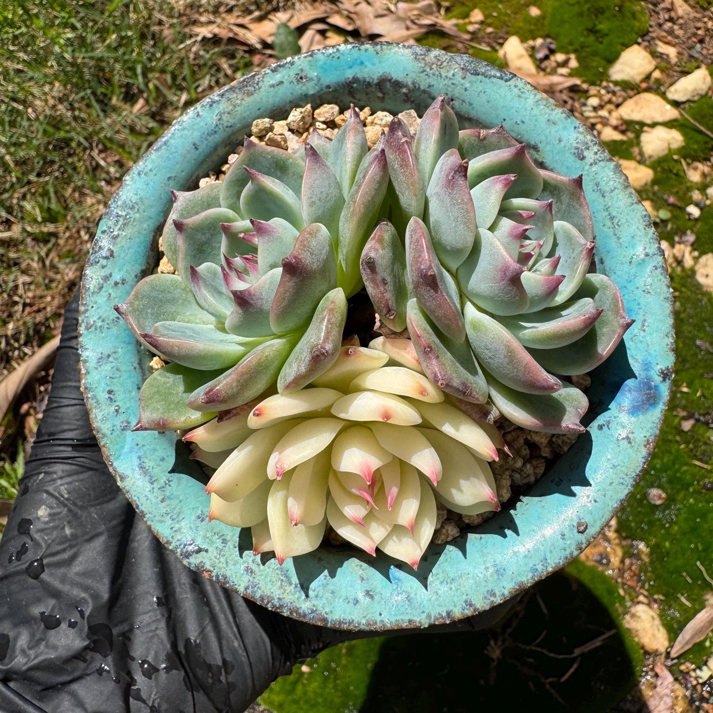 Rare succulents, Echeveria 'chihuahuensis with a head Variegated' cluster, 3heads