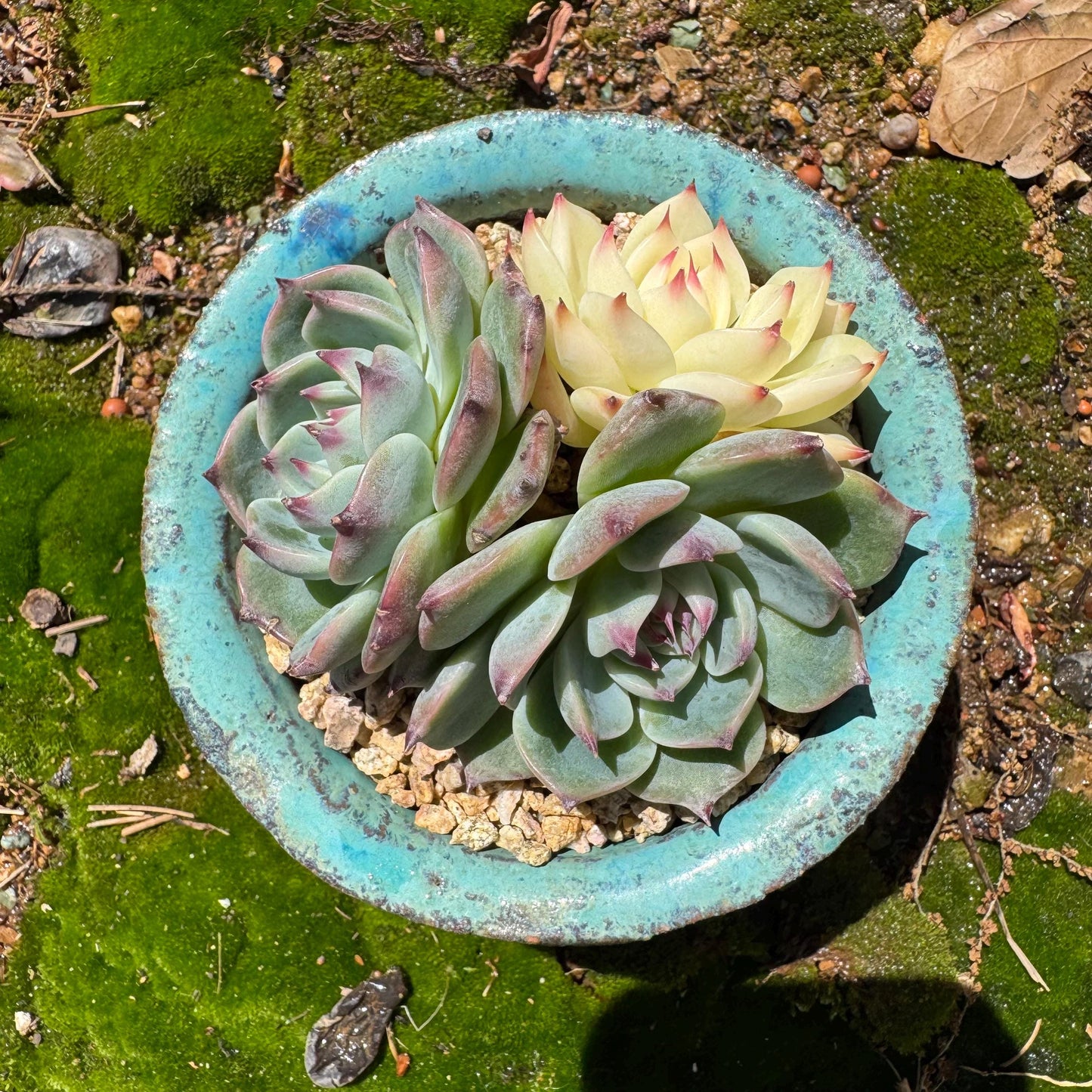 Rare succulents, Echeveria 'chihuahuensis with a head Variegated' cluster, 3heads