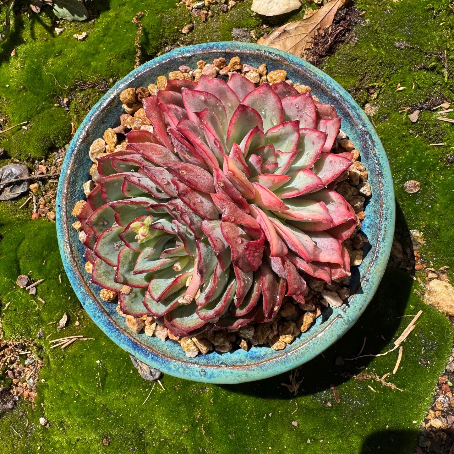 Rare succulents, Echeveria 'Moon Goddess 'Variegated' ,2heads, 4.3inches