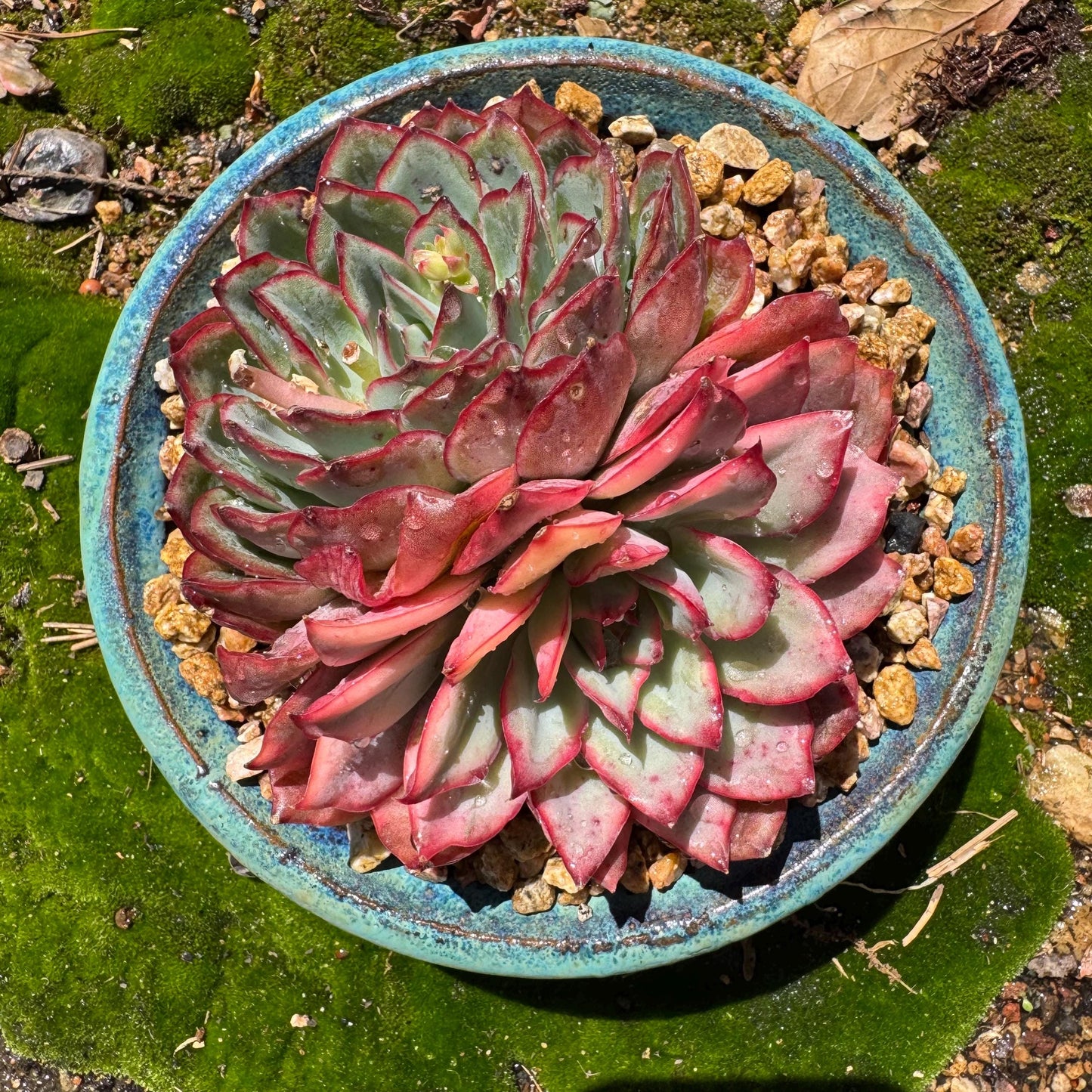 Rare succulents, Echeveria 'Moon Goddess 'Variegated' ,2heads, 4.3inches