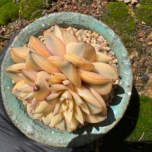Rare succulents, Echeveria 'Monocerotis full variegated ’, 2.9inches