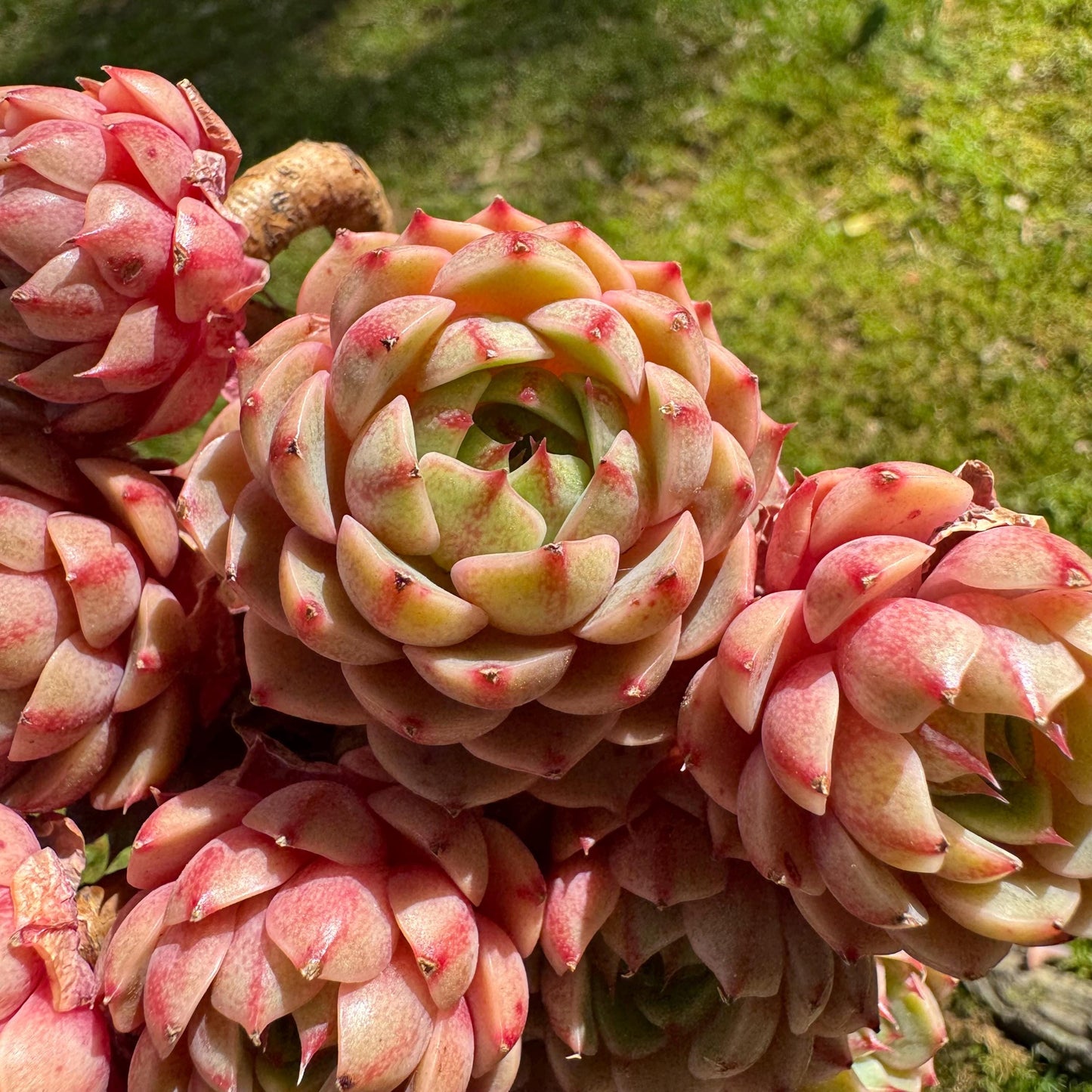Rare succulents, Echeveria Golden 'BenBadis 'Cluster, 4.8inches