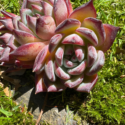 Echeveria  'Diamond Latam' small cluster, nice,3heads , 3.5inches,