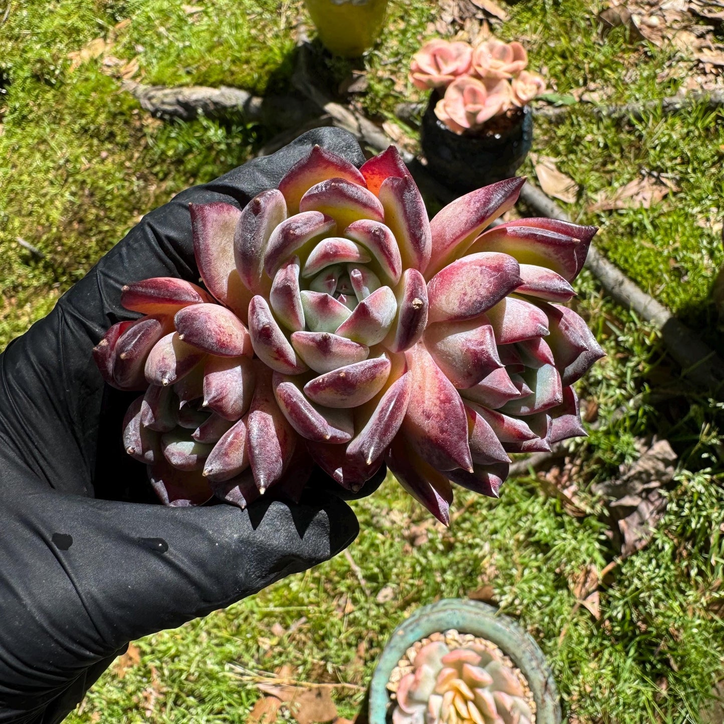 Echeveria  'Diamond Latam' small cluster, nice,3heads , 3.5inches,