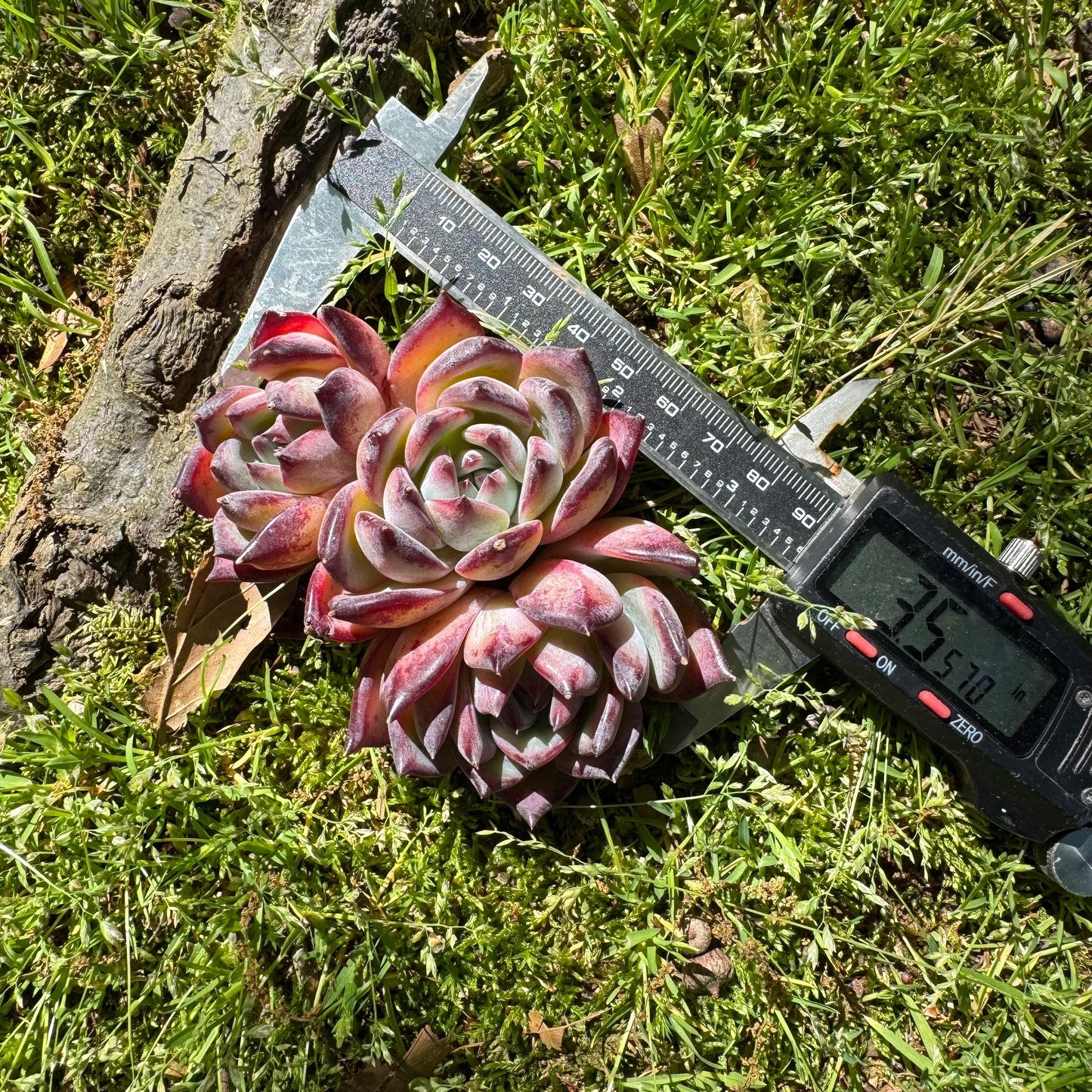 Echeveria  'Diamond Latam' small cluster, nice,3heads , 3.5inches,