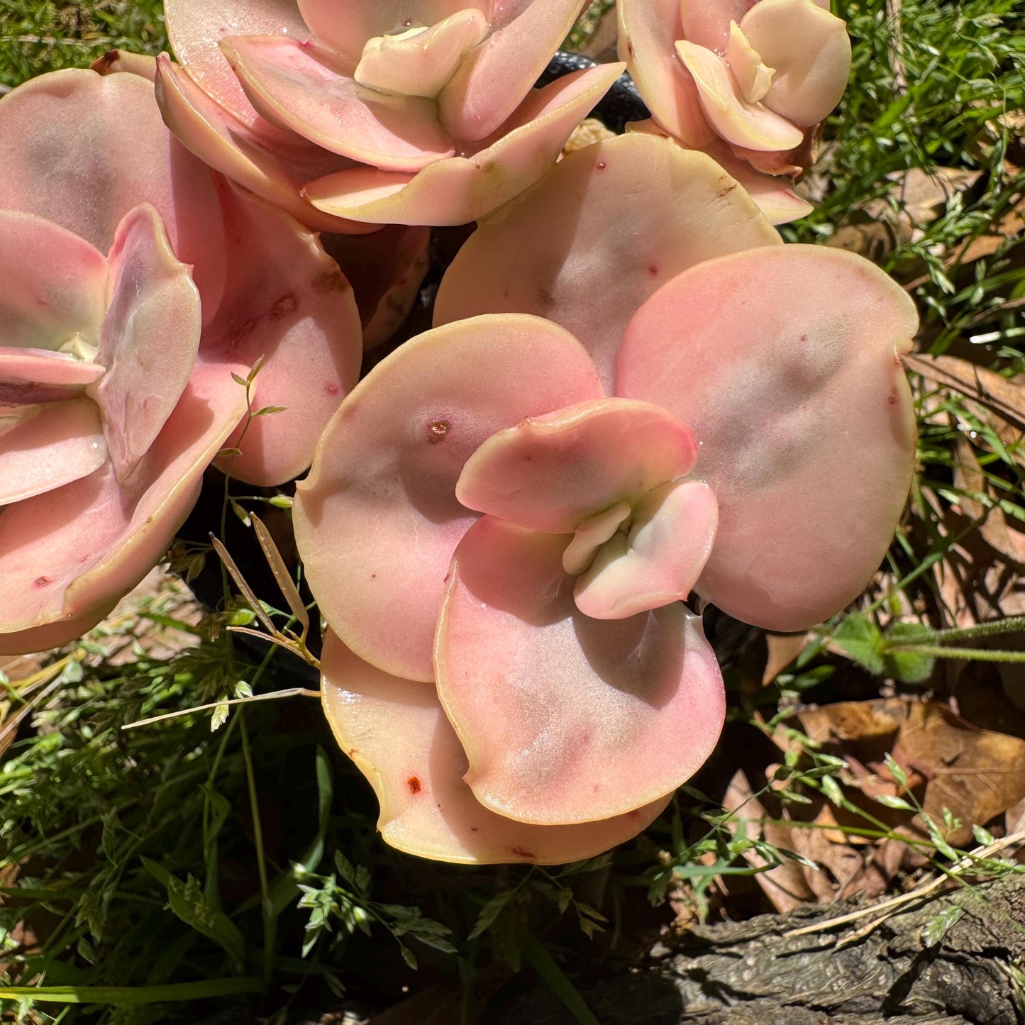 New  succulents, Echeveria  'Suyon whole variegated' cluster, 5heads, 2.8in