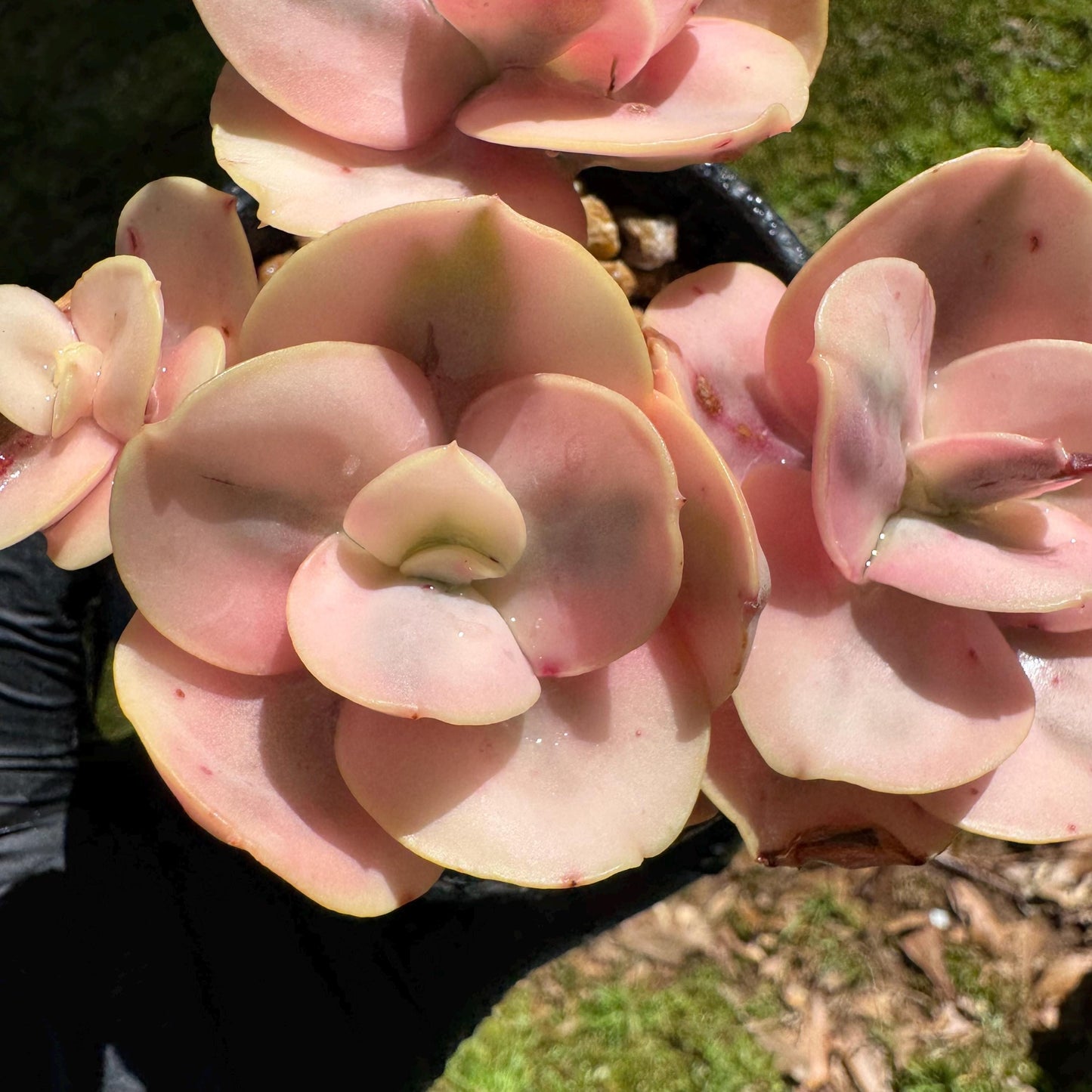 New  succulents, Echeveria  'Suyon whole variegated' cluster, 5heads, 2.8in