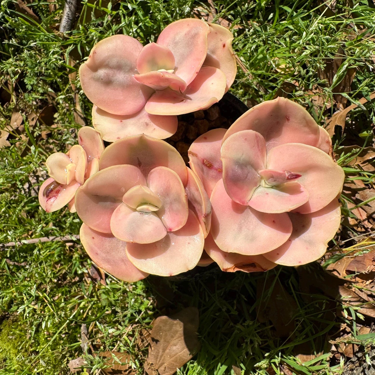 New  succulents, Echeveria  'Suyon whole variegated' cluster, 5heads, 2.8in