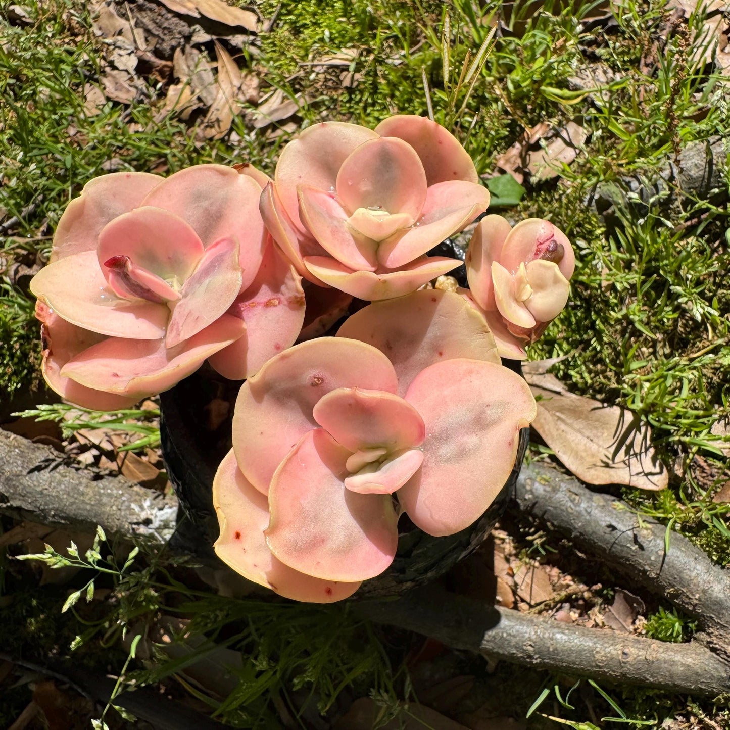 New  succulents, Echeveria  'Suyon whole variegated' cluster, 5heads, 2.8in