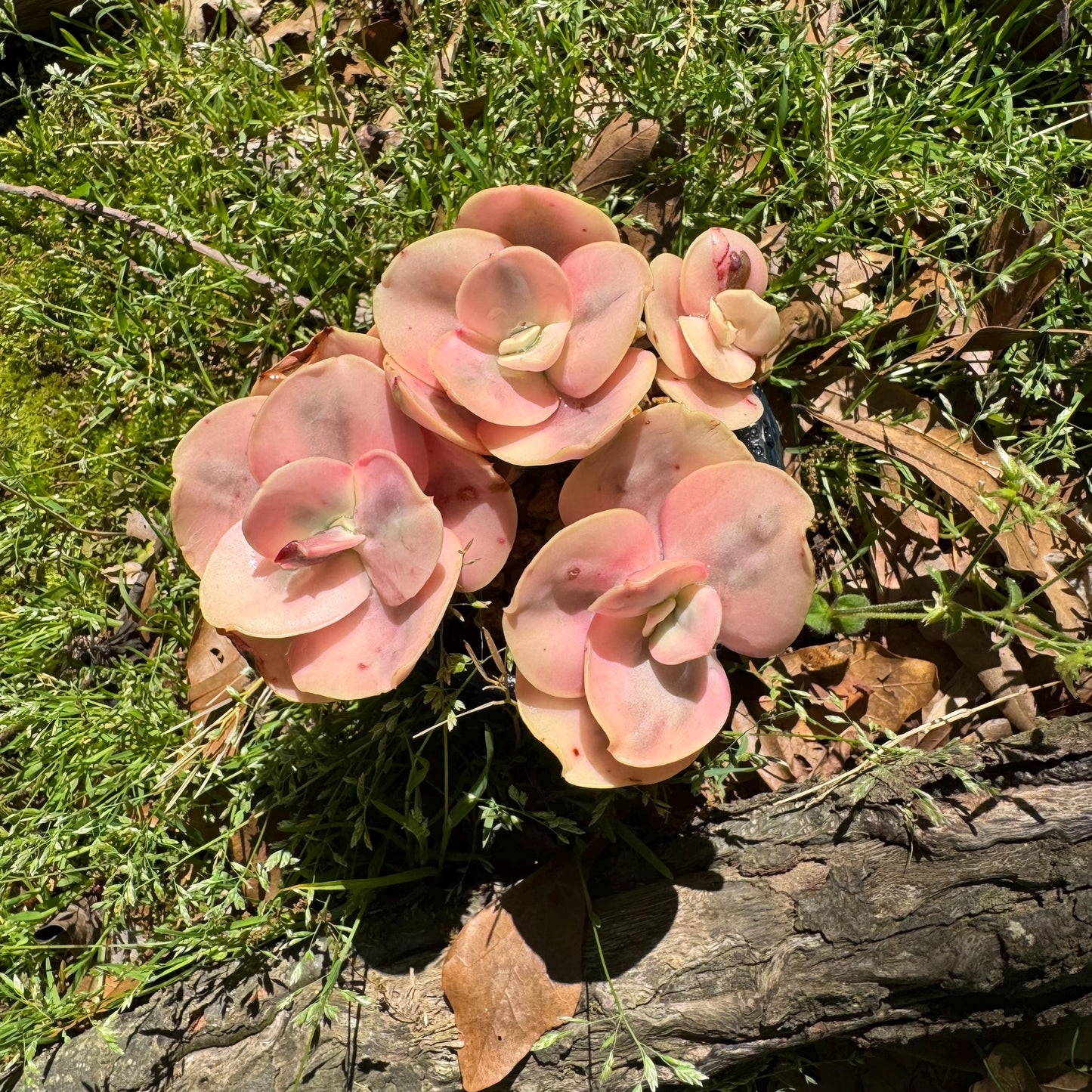 New  succulents, Echeveria  'Suyon whole variegated' cluster, 5heads, 2.8in
