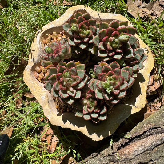 New succulents plants, Echeveri'Blood Swallow’ , 2.9inches