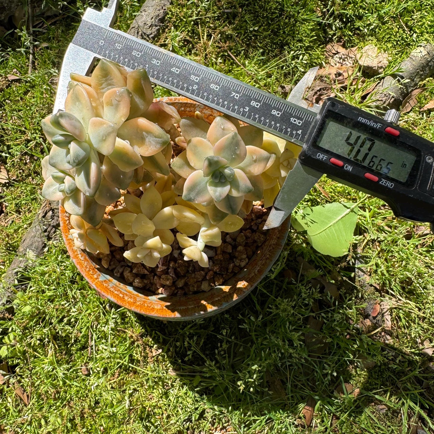 Rare succulents, Graptopetalum 'mendozae variegata', 4inches