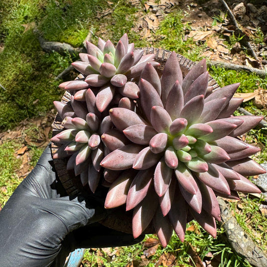 Rare succulents, Pachyphytum’ Yumeiren sp. ’ cluster , 4.5inches