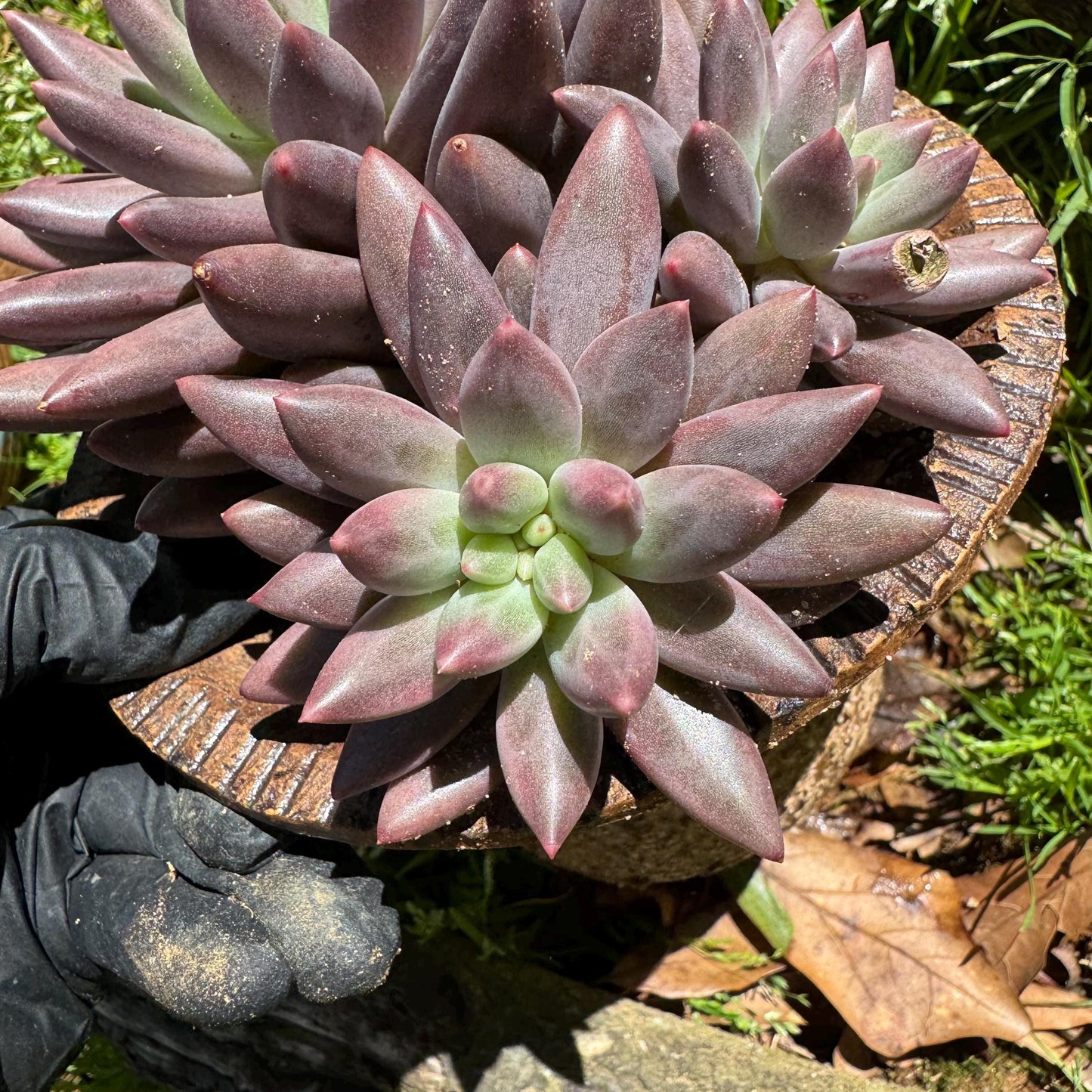 Rare succulents, Pachyphytum’ Yumeiren sp. ’ cluster , 4.5inches