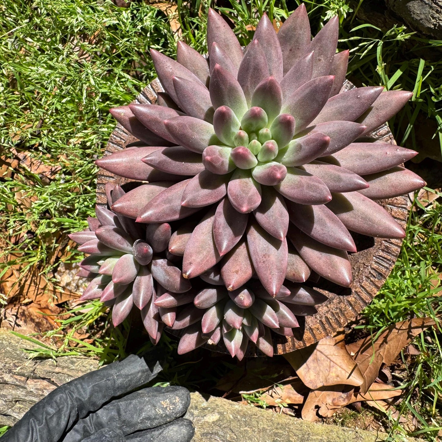 Rare succulents, Pachyphytum’ Yumeiren sp. ’ cluster , 4.5inches